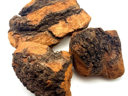 Chaga Mushroom Sale