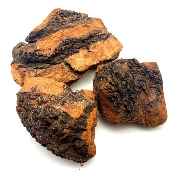 Chaga Mushroom Sale