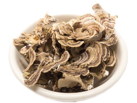 Turkey Tail Mushroom on Sale