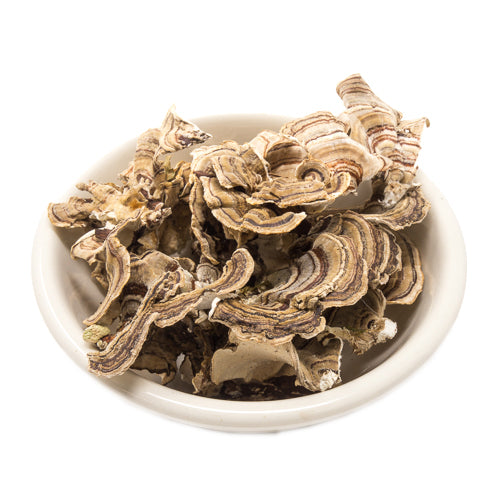 Turkey Tail Mushroom on Sale